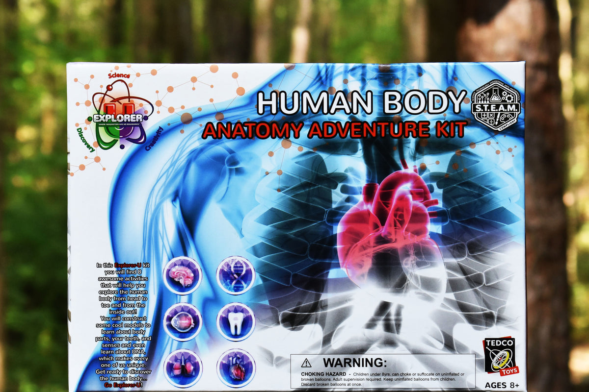 The Human Body Poster Stickers | Discovery 4 + — XO Bimbi, LLC