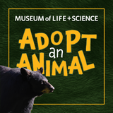 Black Bear Adopt an Animal
