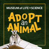 Lemur Adopt an Animal