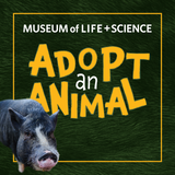 Pig Adopt and Animal