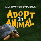 Tortoise Adopt an Animal