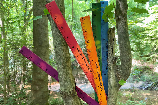 Science Ruler Thingy Thermochromic Ruler – Elements Museum Store at the Museum of Life and ...