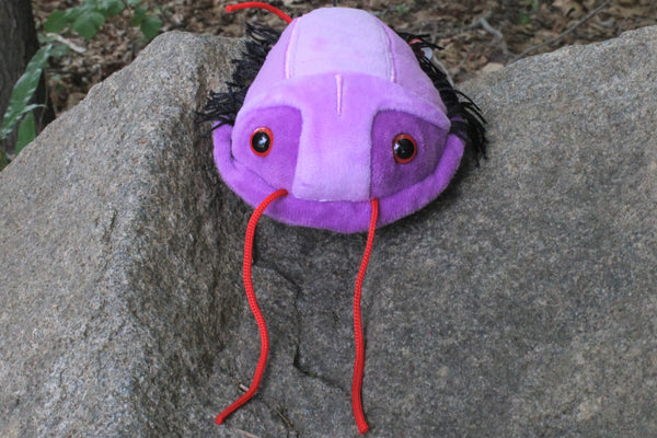 Purple Trilobite