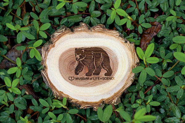 Bear Wood Slice Magnet